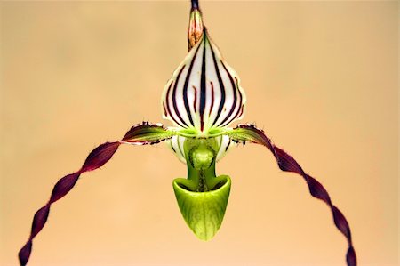 simsearch:841-02946335,k - A flower of the exotic Orchid called Paphiopedilum philippines var. roebelenii. A plant only found on one of the Philipine islands. Flower has purple, brown, white, and green color, on a yellowish background Fotografie stock - Microstock e Abbonamento, Codice: 400-05071367