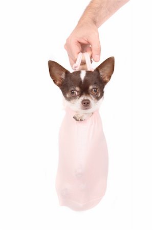 simsearch:400-03942225,k - small dog (chihuahua) in the bag on the white background Fotografie stock - Microstock e Abbonamento, Codice: 400-05071454