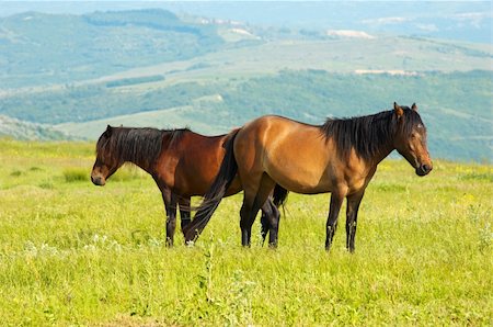 steppe horse - couple of horses grazing at the green grass meadow Stock Photo - Budget Royalty-Free & Subscription, Code: 400-05071580