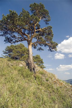 Pine on a background of the light-blue sky. Foto de stock - Royalty-Free Super Valor e Assinatura, Número: 400-05071797