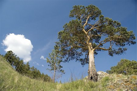 Pine on a background of the light-blue sky. Foto de stock - Royalty-Free Super Valor e Assinatura, Número: 400-05071798