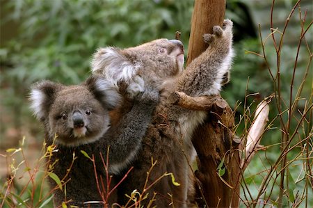 Koala mother carrying her child on a back Stock Photo - Budget Royalty-Free & Subscription, Code: 400-05071819