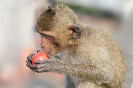 simsearch:400-08576040,k - A littlemonkey is eating tomato Foto de stock - Super Valor sin royalties y Suscripción, Código: 400-05071972