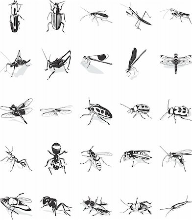 poux - Twenty smooth vector clipart illustration of various insects Photographie de stock - Aubaine LD & Abonnement, Code: 400-05072059