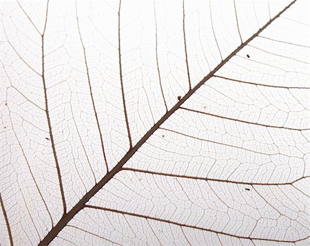 simsearch:400-03926372,k - natural leaf background (macro) on the white background Fotografie stock - Microstock e Abbonamento, Codice: 400-05072265