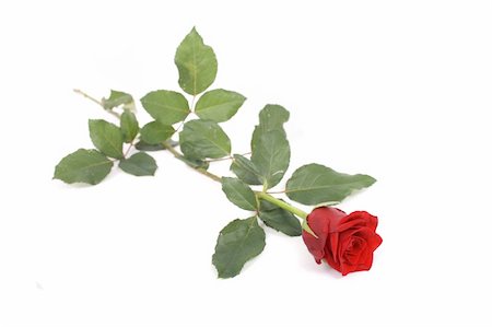 simsearch:400-05033064,k - beautiful red rose on the white background Foto de stock - Royalty-Free Super Valor e Assinatura, Número: 400-05072271