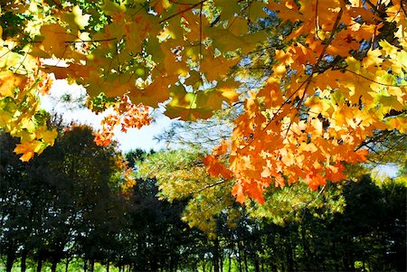 simsearch:400-04066755,k - Branches of colorful autumn maple trees in fall park Foto de stock - Royalty-Free Super Valor e Assinatura, Número: 400-05072378