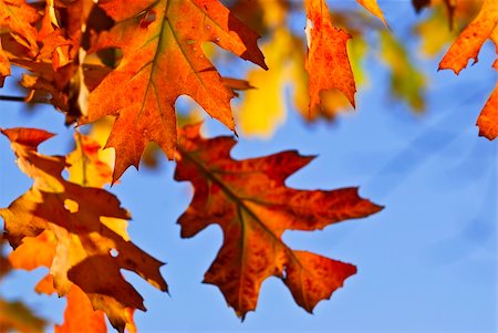 simsearch:400-04066755,k - Autumn oak leaves of bright fall colors close up Foto de stock - Royalty-Free Super Valor e Assinatura, Número: 400-05072379