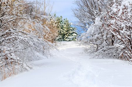 simsearch:400-04800962,k - Path in winter forest after a snowfall Stockbilder - Microstock & Abonnement, Bildnummer: 400-05072404