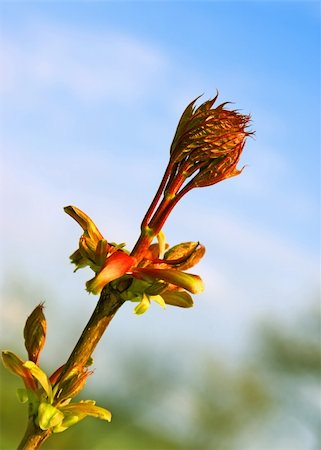 simsearch:400-04987156,k - This surprising and beautiful kidney soon will become the thick bright cap of figured maple leaves. Stock Photo - Budget Royalty-Free & Subscription, Code: 400-05072422