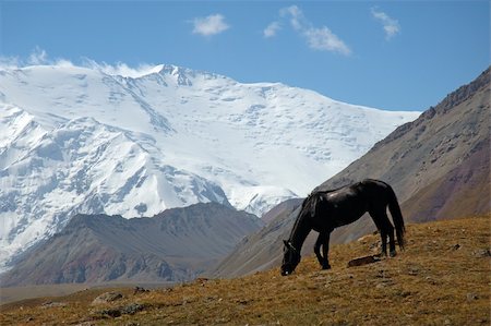 Horses in the Base Camp 1, with the Lenin peak in background Photographie de stock - Aubaine LD & Abonnement, Code: 400-05072531