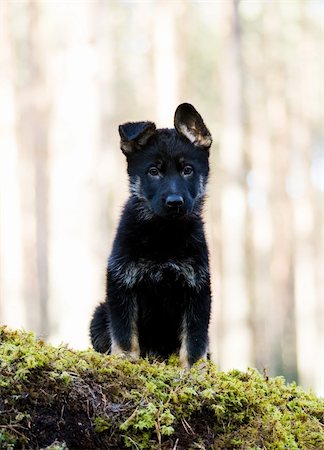 simsearch:400-04875271,k - Germany Sheep-dog puppy sitting on a stone acquired a moss Stock Photo - Budget Royalty-Free & Subscription, Code: 400-05072854