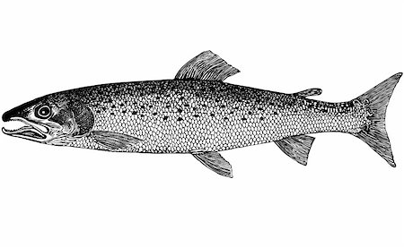 selhin (artist) - The class-Osteichthyes. Order-Salmoniformes. Family-Salmonidae Cuvier. Genus Taymeni-Hucho Gunther. Inhabitants of rapid foothill, mountain rivers and lakes of Siberia cold, with high oxygen. The size of 1.5 m long and more than 70 kg. The color brown body, back to greenish tint. The name of the river sharks. A typical predator, the main food of fish, mammals usually myshevidnye rodents, squirrels Photographie de stock - Aubaine LD & Abonnement, Code: 400-05073022