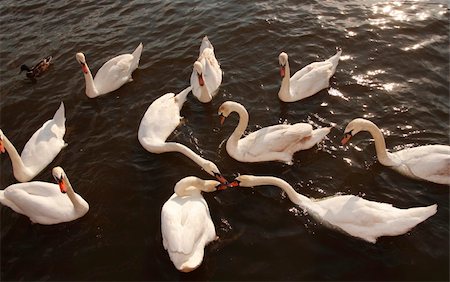 simsearch:400-04752767,k - A group of swans fighting over a tasty morsel. Photographie de stock - Aubaine LD & Abonnement, Code: 400-05073146