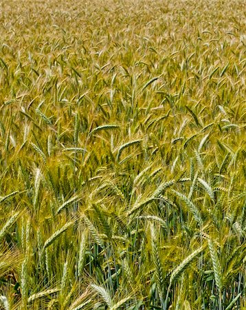 simsearch:400-04592004,k - wheat harvest field background Foto de stock - Royalty-Free Super Valor e Assinatura, Número: 400-05073230