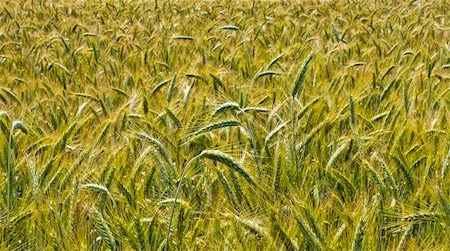 simsearch:400-04592004,k - wheat harvest field background Foto de stock - Royalty-Free Super Valor e Assinatura, Número: 400-05073231