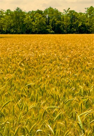 simsearch:400-04592004,k - wheat harvest field background Foto de stock - Royalty-Free Super Valor e Assinatura, Número: 400-05073232