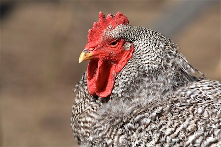 A barnstable chicken in Massachusetts. Stock Photo - Budget Royalty-Free & Subscription, Code: 400-05073834