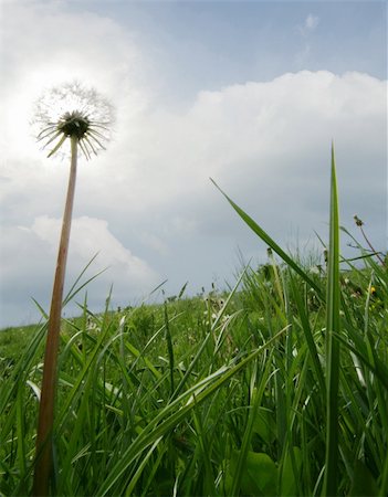 simsearch:700-00066683,k - dandelion on the field against cloudy sky Photographie de stock - Aubaine LD & Abonnement, Code: 400-05073848