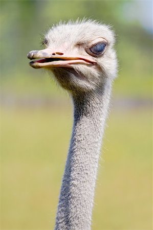 simsearch:400-05083973,k - Photo of thezoo animals - ostrich Foto de stock - Super Valor sin royalties y Suscripción, Código: 400-05084424