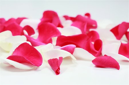 simsearch:400-04527694,k - White and pink rose petals on white paper Foto de stock - Royalty-Free Super Valor e Assinatura, Número: 400-05084661