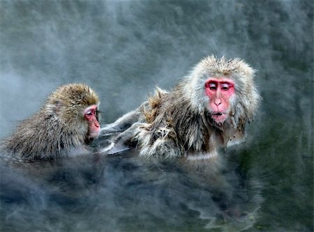 Snow Monkey at Jigokudani near Nagano, Japan Stock Photo - Budget Royalty-Free & Subscription, Code: 400-05084757