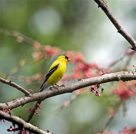 simsearch:400-08073194,k - Male american goldfinch perched on a tree branch Photographie de stock - Aubaine LD & Abonnement, Code: 400-05084767