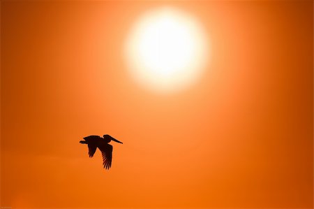 simsearch:400-04660767,k - A Pelican flying by around sunset at a beach in Naples, FL Foto de stock - Super Valor sin royalties y Suscripción, Código: 400-05085420