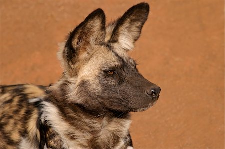 simsearch:400-03934175,k - Portrait of an African wild dog or painted hunting dog (Lycaon pictus), South Africa Stock Photo - Budget Royalty-Free & Subscription, Code: 400-05085525