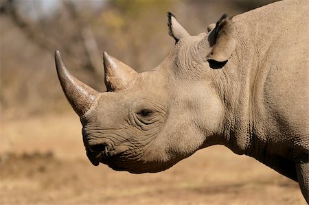 rhino south africa - Portrait of a black (hooked-lipped) rhinoceros (Diceros bicornis), South Africa Stock Photo - Budget Royalty-Free & Subscription, Code: 400-05085526