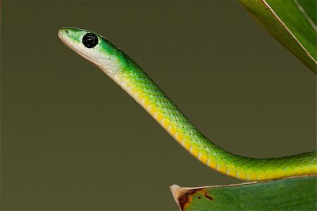 simsearch:400-03934181,k - Portrait of an eastern green snake (Philothamnus natalensis), South Africa Stock Photo - Budget Royalty-Free & Subscription, Code: 400-05085527