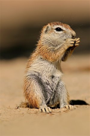 Feeding ground squirrel (Xerus inaurus), Kalahari desert, South Africa Stock Photo - Budget Royalty-Free & Subscription, Code: 400-05085529
