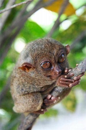 The Philippine tarsier, one of the smallest known primates, and a popular tourist attraction on the islands of leyte and bohol in the philippines Foto de stock - Super Valor sin royalties y Suscripción, Código: 400-05085666