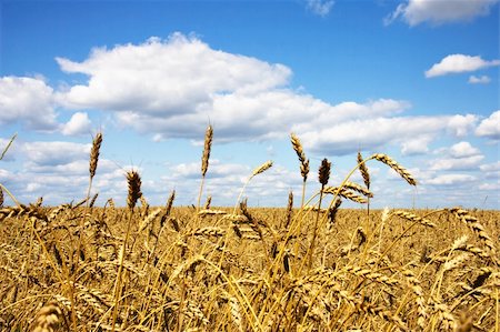 simsearch:400-05699446,k - Wheat field. Summer day. Stock Photo - Budget Royalty-Free & Subscription, Code: 400-05085755