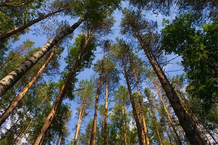 forêt boréale - Tall pine trees above against a blue sky Photographie de stock - Aubaine LD & Abonnement, Code: 400-05085757