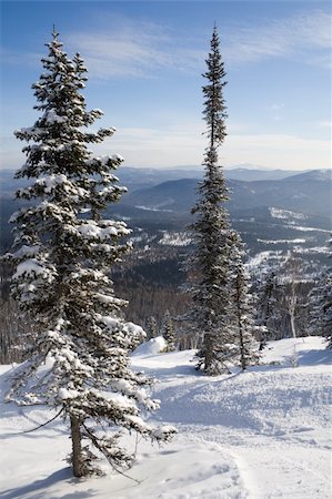 simsearch:400-06132736,k - Slope with pine tree for freeride skiing and snowboarding Stock Photo - Budget Royalty-Free & Subscription, Code: 400-05085768