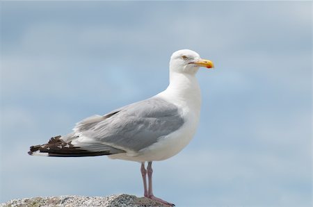 simsearch:400-06362898,k - A close up portrait of a Seagull perched on a rock Fotografie stock - Microstock e Abbonamento, Codice: 400-05085811