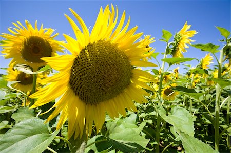 simsearch:400-04708860,k - sunflowers growing in a field Stock Photo - Budget Royalty-Free & Subscription, Code: 400-05085873