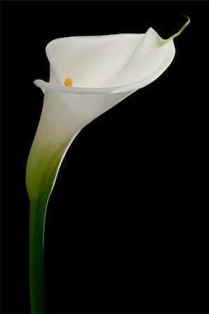 simsearch:400-03937506,k - White calla lily isolated on black Photographie de stock - Aubaine LD & Abonnement, Code: 400-05086299