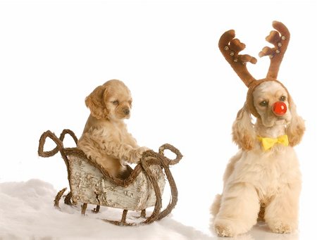 rudolf - cocker spaniel puppy in sleigh with dog dressed up as rudolph beside it Fotografie stock - Microstock e Abbonamento, Codice: 400-05086325