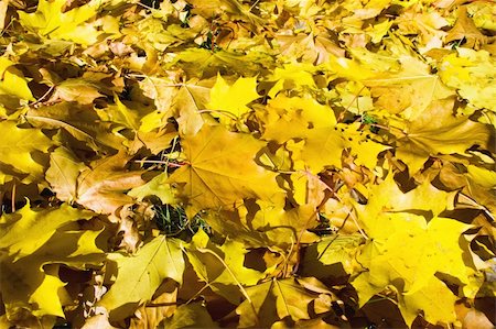 simsearch:400-04475632,k - Yellow maple leaves. It can be used as background Foto de stock - Royalty-Free Super Valor e Assinatura, Número: 400-05086403