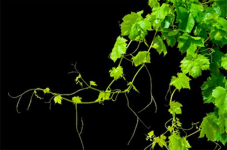 simsearch:695-05779538,k - A textured grape vine isolated on a black background. Clipping path included. 1/2 of copy space Stock Photo - Budget Royalty-Free & Subscription, Code: 400-05086444