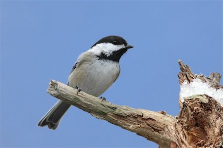 simsearch:400-04553192,k - Black-capped Chickadee (poecile atricapilla) on a stump in winter with snow Foto de stock - Super Valor sin royalties y Suscripción, Código: 400-05086519