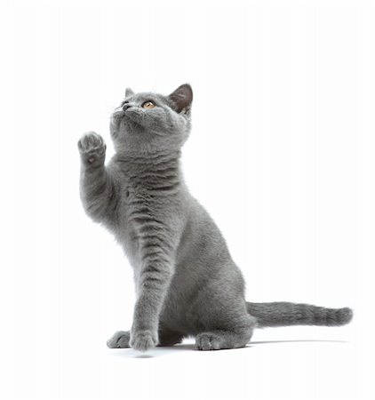 simsearch:400-08316734,k - Curious kitten on a white background Stockbilder - Microstock & Abonnement, Bildnummer: 400-05086756