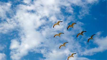 Flight seagull in the dark blue sky. Pacific ocean Stock Photo - Budget Royalty-Free & Subscription, Code: 400-05086807