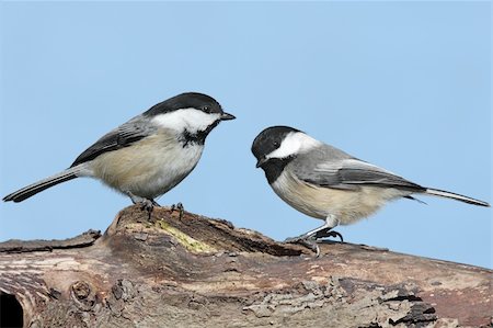 Pair of Black-capped Chickadees (poecile atricapilla) on a log with a blue sky background Photographie de stock - Aubaine LD & Abonnement, Code: 400-05087057