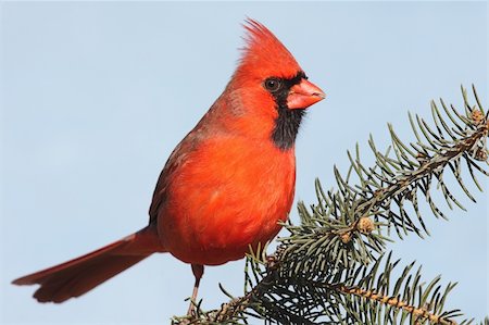 simsearch:400-04085919,k - Male Northern Cardinal (cardinalis cardinalis) on a Spruce branch with a blue sky background Foto de stock - Super Valor sin royalties y Suscripción, Código: 400-05087060