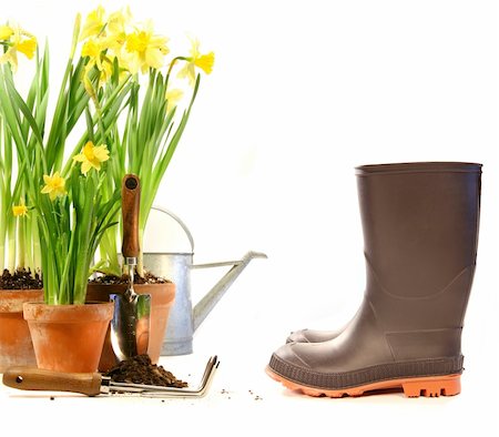 Pots of daffodils with rubber boots on white background Stock Photo - Budget Royalty-Free & Subscription, Code: 400-05087137