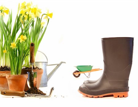 Pots of daffodils with rubber boots on white background Stock Photo - Budget Royalty-Free & Subscription, Code: 400-05087138