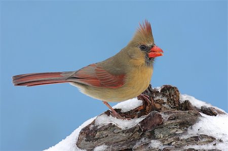 simsearch:400-04115071,k - Female Northern Cardinal (cardinalis cardinalis) on a stump with snow and a blue sky background Photographie de stock - Aubaine LD & Abonnement, Code: 400-05087229